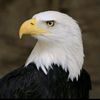 eagles.55555