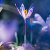 nofel03_06_91