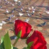 user31711823