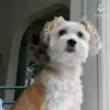 rossypillajo