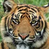 anttigre1983