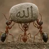abdeslemmhajibelaissaoui