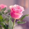 hajer_hb