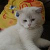 maikelthecat