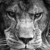 the.king.g4