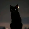 what_is_this_______
