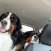 mountaindogsandmarigolds