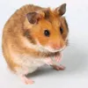 nyaamii