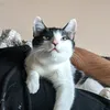 fryderykthecat