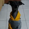 patitas.de.boliqueso