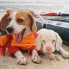 buffy.and.blues_beagle