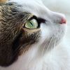 Tabby and Tuxedo Cat