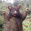 kitkatmuskrat