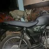 coyote_m2