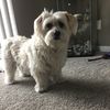 lyledog