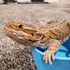 beardeddragonleo