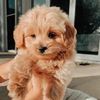 little_harley1