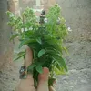 rabi3a221