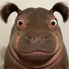 meomeom65