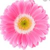 pinkdaisy.......love