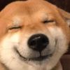 vibin.doggos