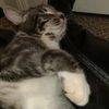 cute_baby_kitkat_