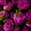 rose199000