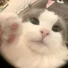 o_pnwww