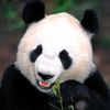 panda202560