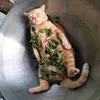 kittipomma