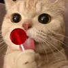 amoreefollia2