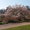 blossom00100