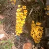 thinhthiu