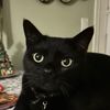 skipsthecat