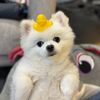 akirathepom