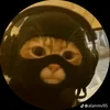 puppy.cat_