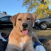 dognamedthunder