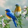manalb244
