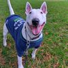 miss_sweetiebullterrier