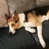 fredthecollie