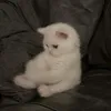 لـَ آذاࢪ