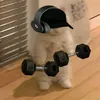 fellipeaugusto._