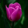 sara.nour43