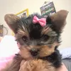 kiarakikiyorkshire