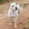 motivivendog