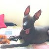 huacatay10