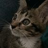 raffie.morsi