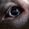 dark_side_of_the_moon5