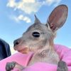 kangaroo_mama