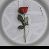 qaziasif24